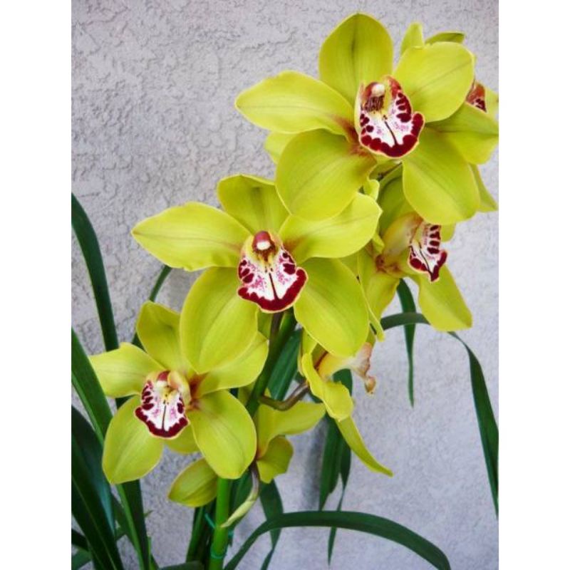 Anggrek Cymbidium Hijau Hibridd - Bunga Anggrek Cymbidium- Bunga hidup- Tanaman Hias hidup Anggrek C