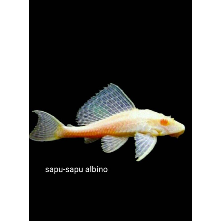 

ikan hias sapu sapu albino pembersih aquarium