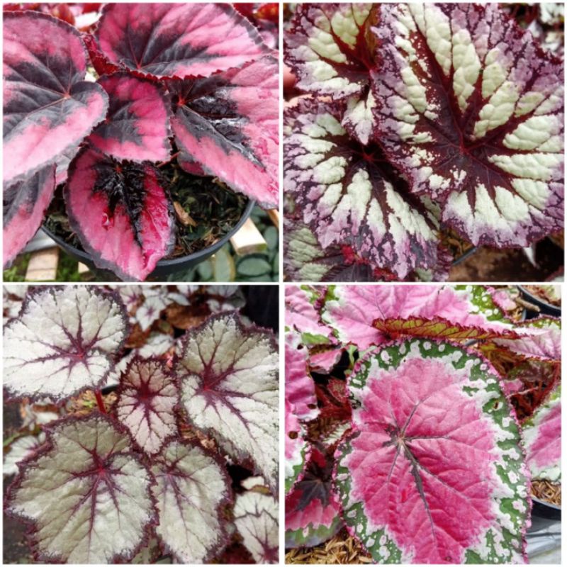 paket 4 jenis begonia