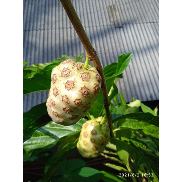 

1 kg buah mengkudu segar/pace/noni-obat herbal