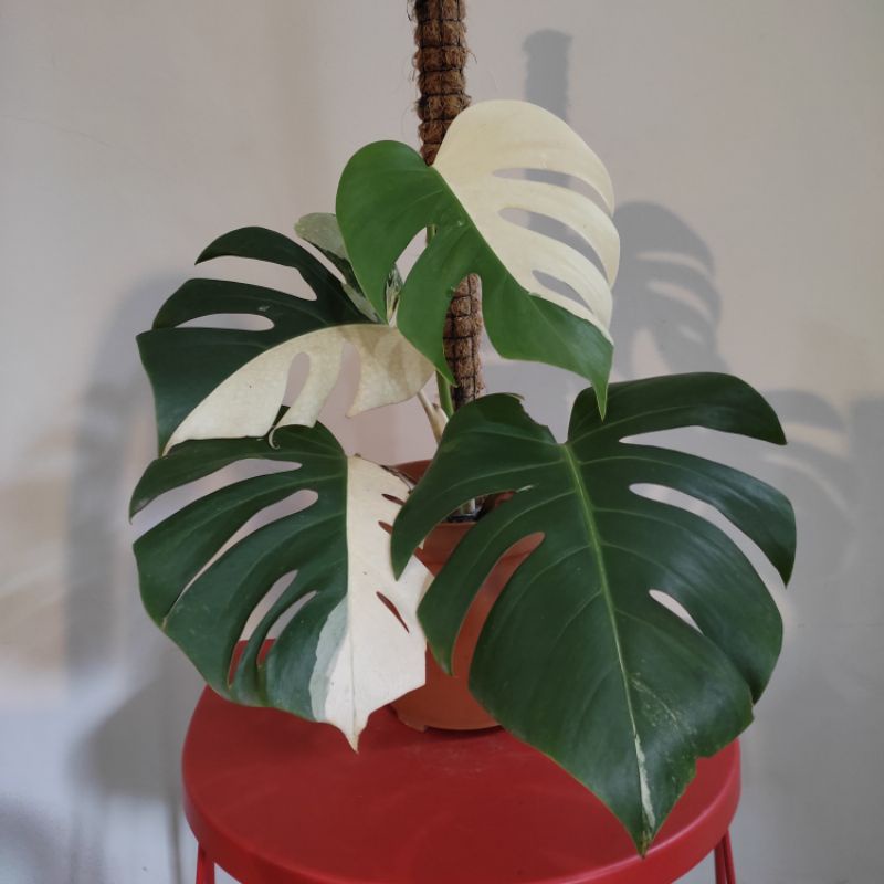 Monstera Variegata Bonggol Monvar Deliciosa King Ekonomis Half Moon Bendera  4 Daun