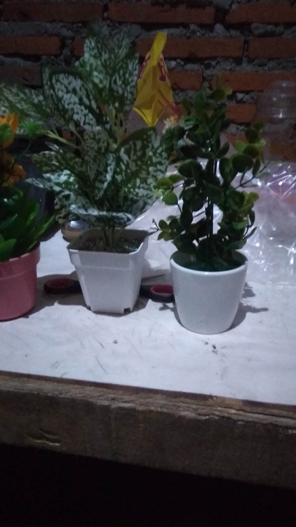 Ariani1318 Set Bunga Plastik Semanggi Dengan Pot Plastik Putih Bulat