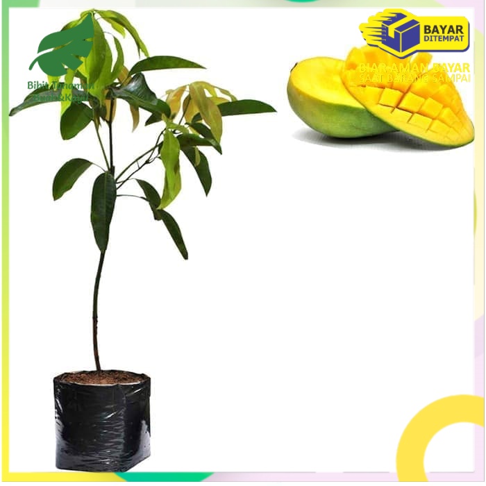 Bibit Mangga Arumanis