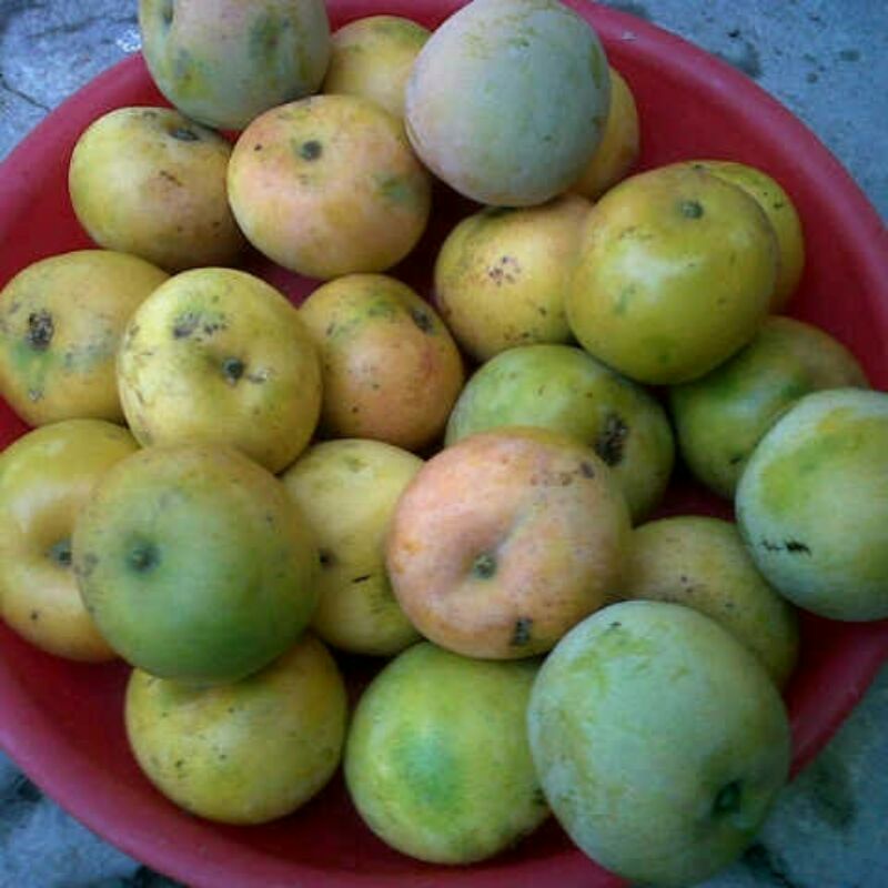 

Mangga apel mengkal per 1kg