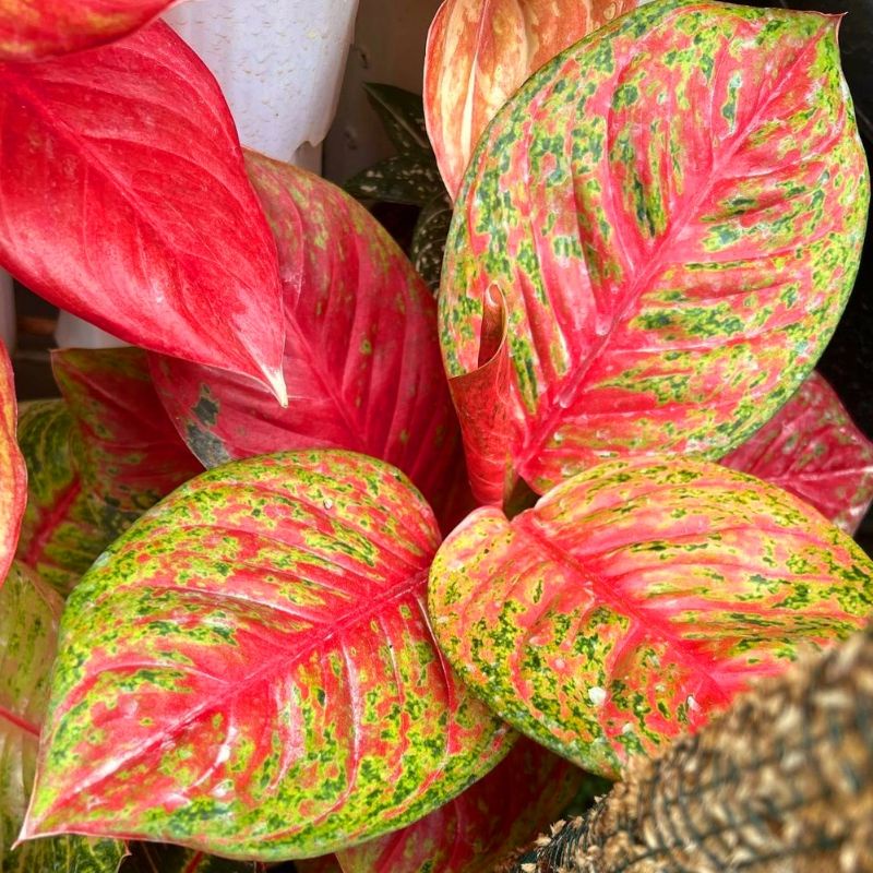 (Bisa COD) Aglaonema bigroy mutasi /Aglonema bigroy / Aglonema bigroy mutasi (Tanaman hias aglaonema big roy mutasi) - tanaman hias hidup - bunga hidup - bunga aglonema - aglaonema merah - aglonema merah - aglaonema import - aglaonema murah