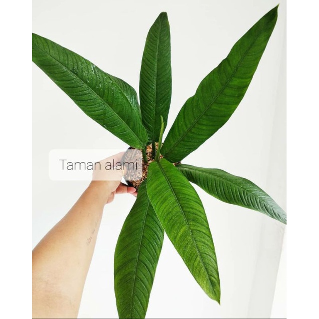 Philodendron linet lynette - philo linet