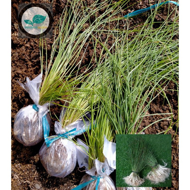 Bibit bawang kucai/Daun bawang kucai