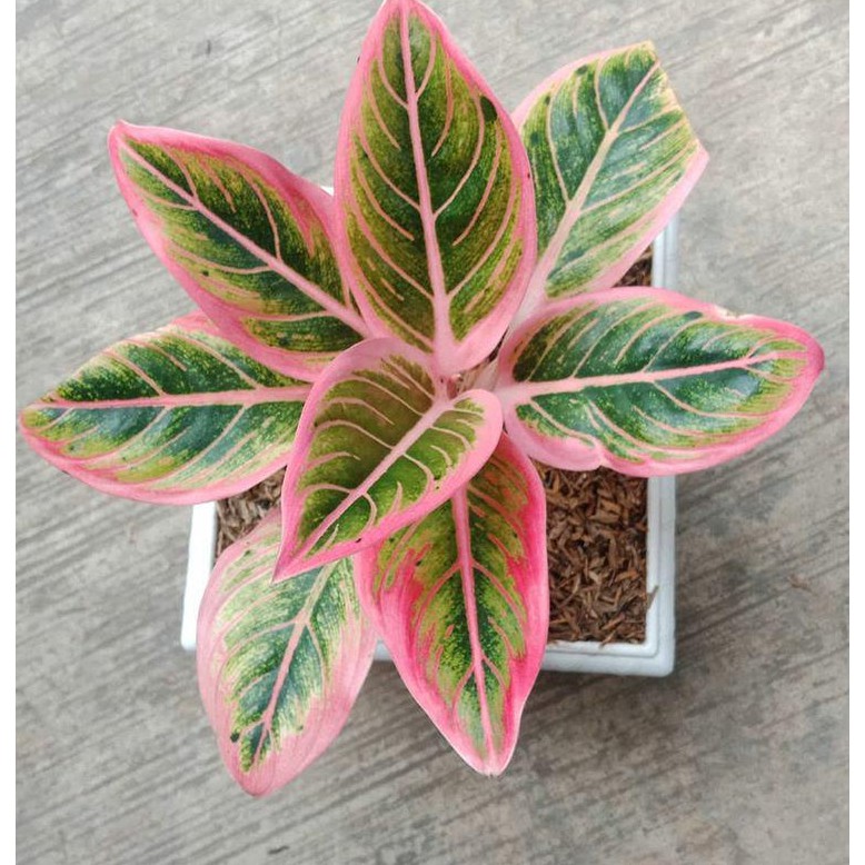 Aglonema Lotus Delight Shopee Indonesia Aglonema Lotus Delight Shopee Indonesia