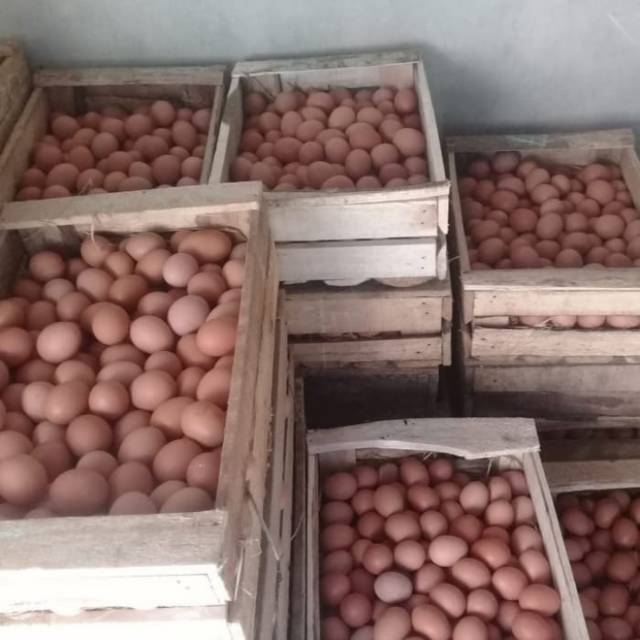 

Telur