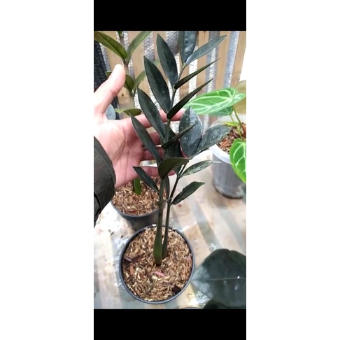 bibit tanaman hias zamia culcas black / bibit bonggol tanaman hias zamia culcas
