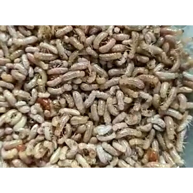 poa/pua/rengas rangas cup mini