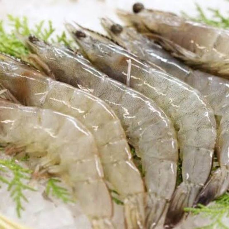 

UDANG VANAME FRESH