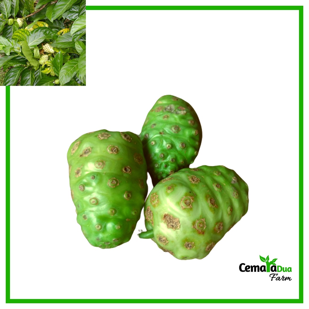 

Buah Mangkudu/ Pace Segar