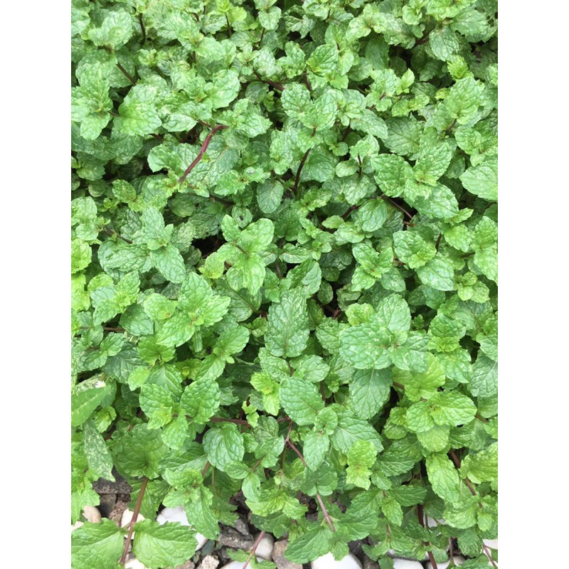 

Pohon mint