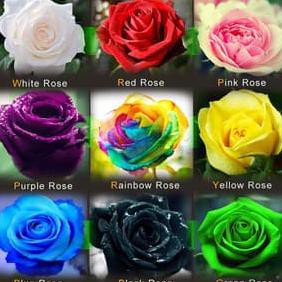 Bibit / Biji / Benih Bunga Mawar 9 Jenis isi 45 biji - Import wangi