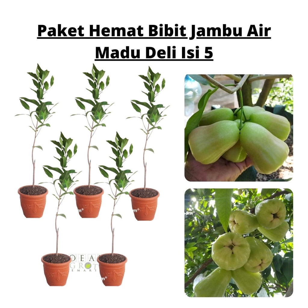 Paket Hemat Bibit Jambu Air Madu Deli Hijau Okulasi Isi 5 Bonus Bibit Strawberry+Polibag