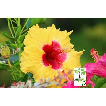 tanaman bunga hibiscus bangkok fusion kuning