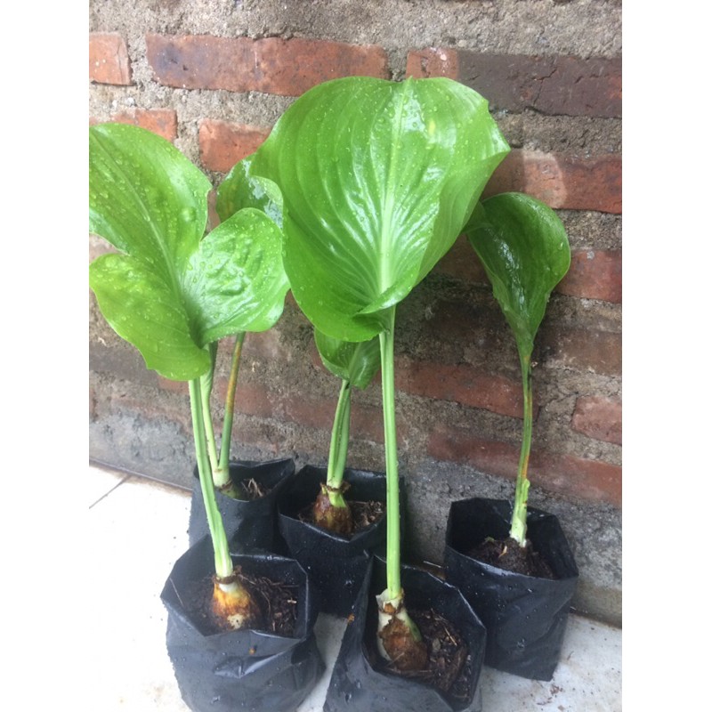 Bibit Tanaman Hias Lily Hosta Bunga Putih