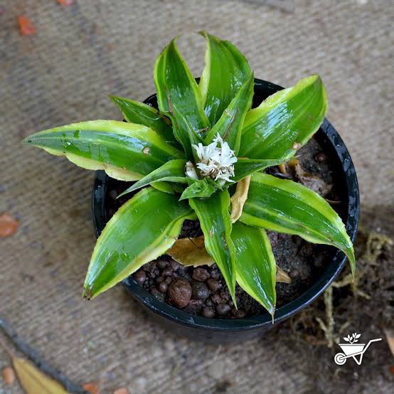 Tanaman kriptantus  - Cryptanthus Bivittatus - Tanaman Bunga Bromelia Mini BERGARANSI