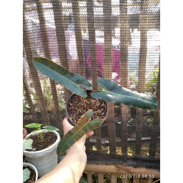 Philodendron billitieae x atabapoense