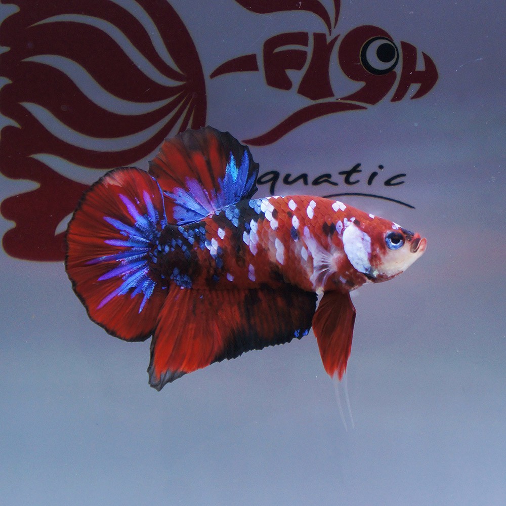 cupang male plakat koi galaxy masking jantan 0110