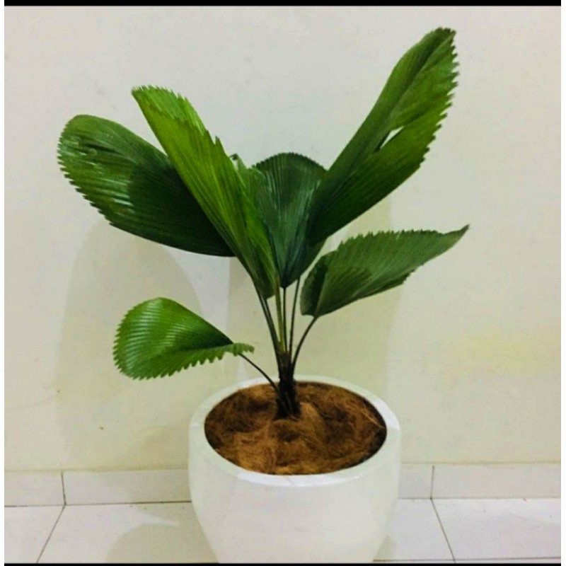 tanaman hias hidup palem kol / bibit tanaman hias palem kol