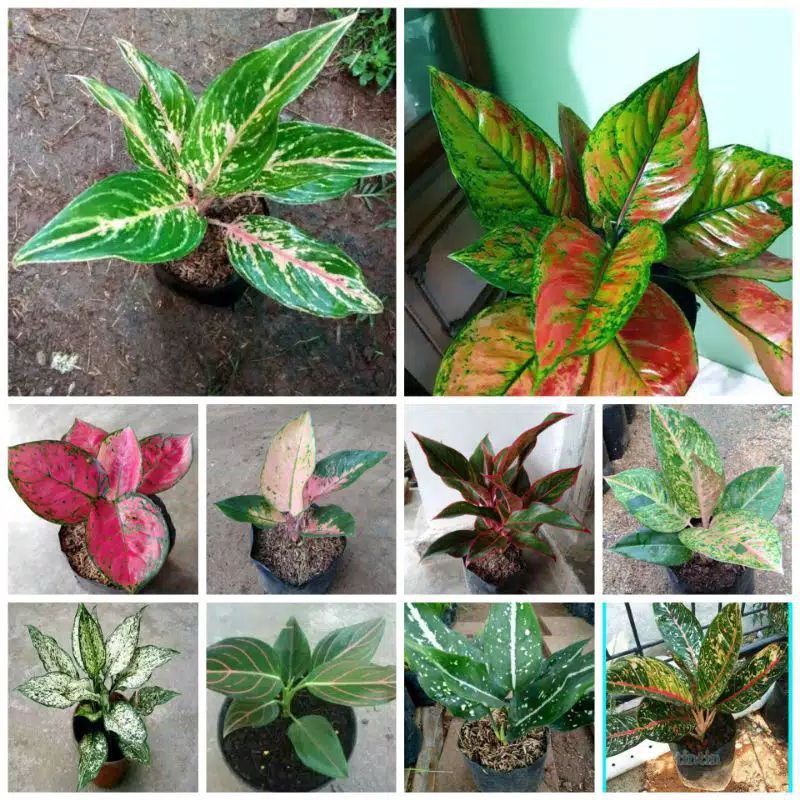 bunga aglonema murah paket 10 pohon