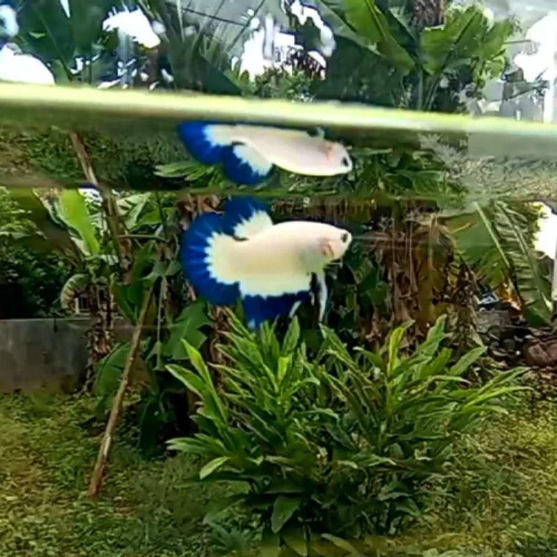 Ikan_Cupang/Betta_Fish(1Pair_Blue_Rim)