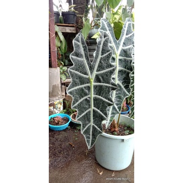 Alocasia Amazon