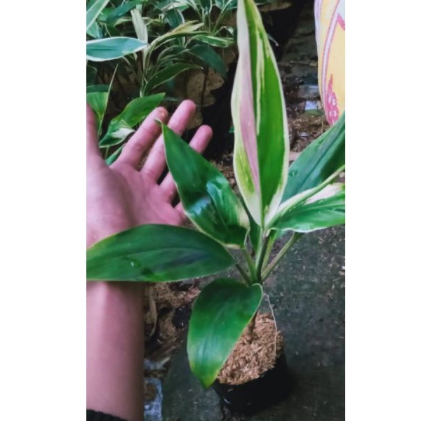 tanaman hias andong varigata/hanjuang varigata/pohon hanjuang