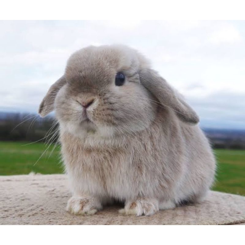 HOLLAND LOP - Kelinci Hias Kelinci Import Kelinci Holland Lop IMPORT Pesek Imut Lucu Kelinci Selebgr