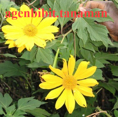 Paket Murah Lima Bibit Daun Insulin-Bibit Tanaman Herbal Daun Insulin Terlaris