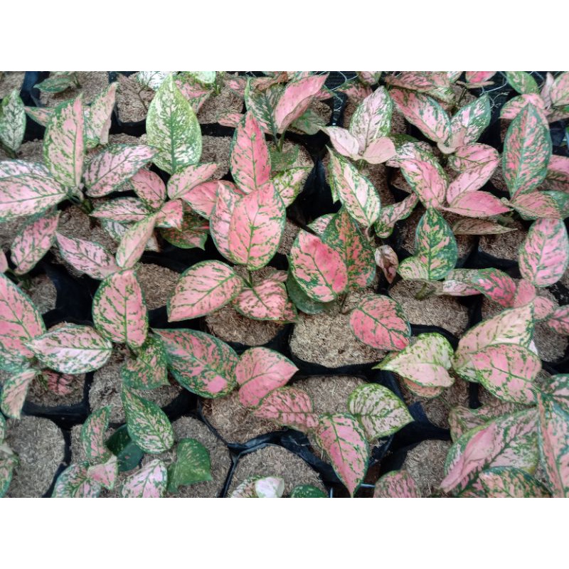 AGLONEMA LADY VALENTINE REMAJA MURAH