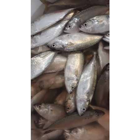 

promo ikan kembung fresh