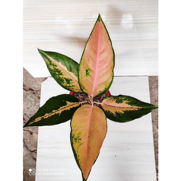 aglaonema kocin tembaga
