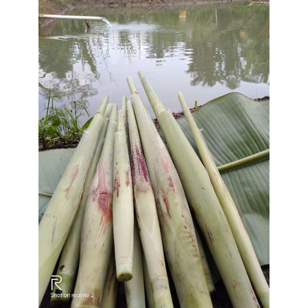 

Turubuk 1ikat Telur Tebu Terubuk Terubus Endog Tiwu Delowako