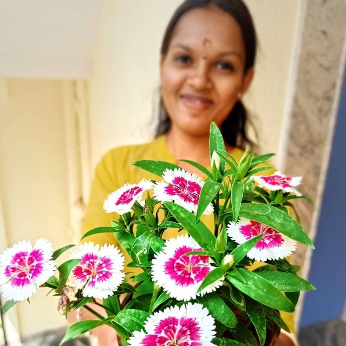 Dianthus Chinensis | Chinese Pink Tanaman Bunga Hias Taman Tahan Panas