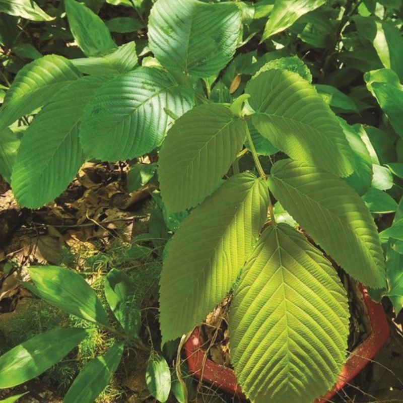 

500 GRAM DAUN GIRANG- GIRANG/ SULANGKAR (Leea indica) HERBAL