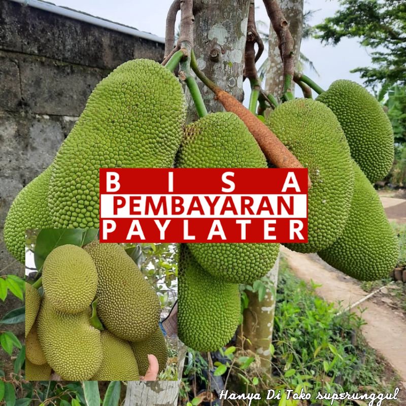 Bibit Tanaman Nangka Kandel/nangka sayur
