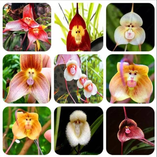 Biji Bunga Anggrek Monyet - Bibit Tanaman Bunga Anggrek Monyet - Bunga Anggrek Monyet - COD