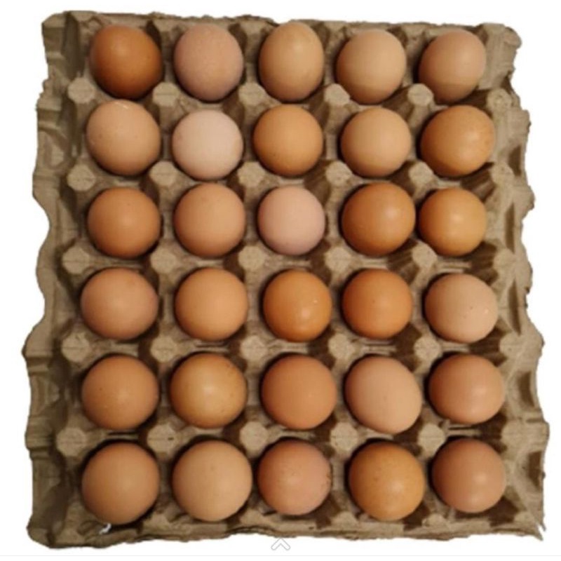 

Telur Ayam Negeri