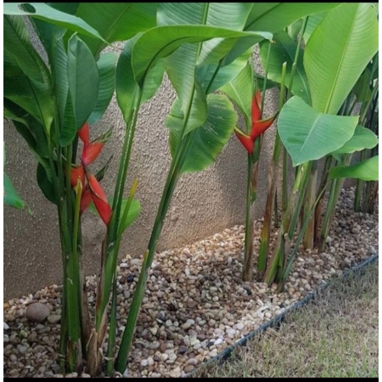 tanaman hias pisang karibay 1 meter