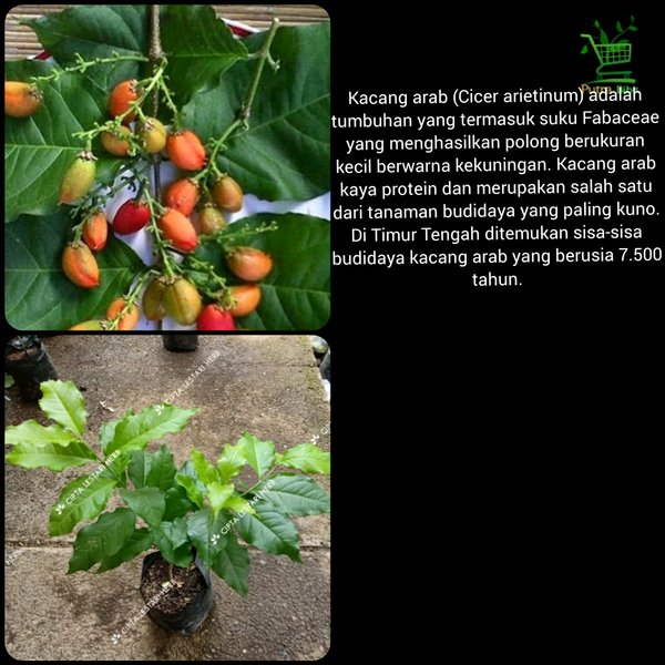 bibit pohon kacang arab