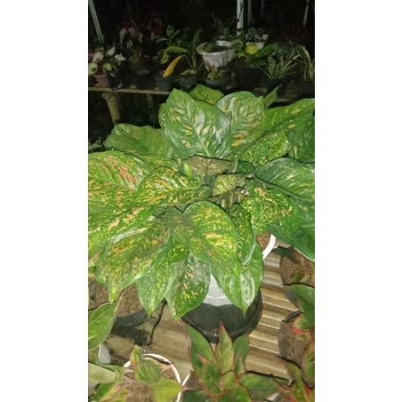 aglonema Ruby ciangmay