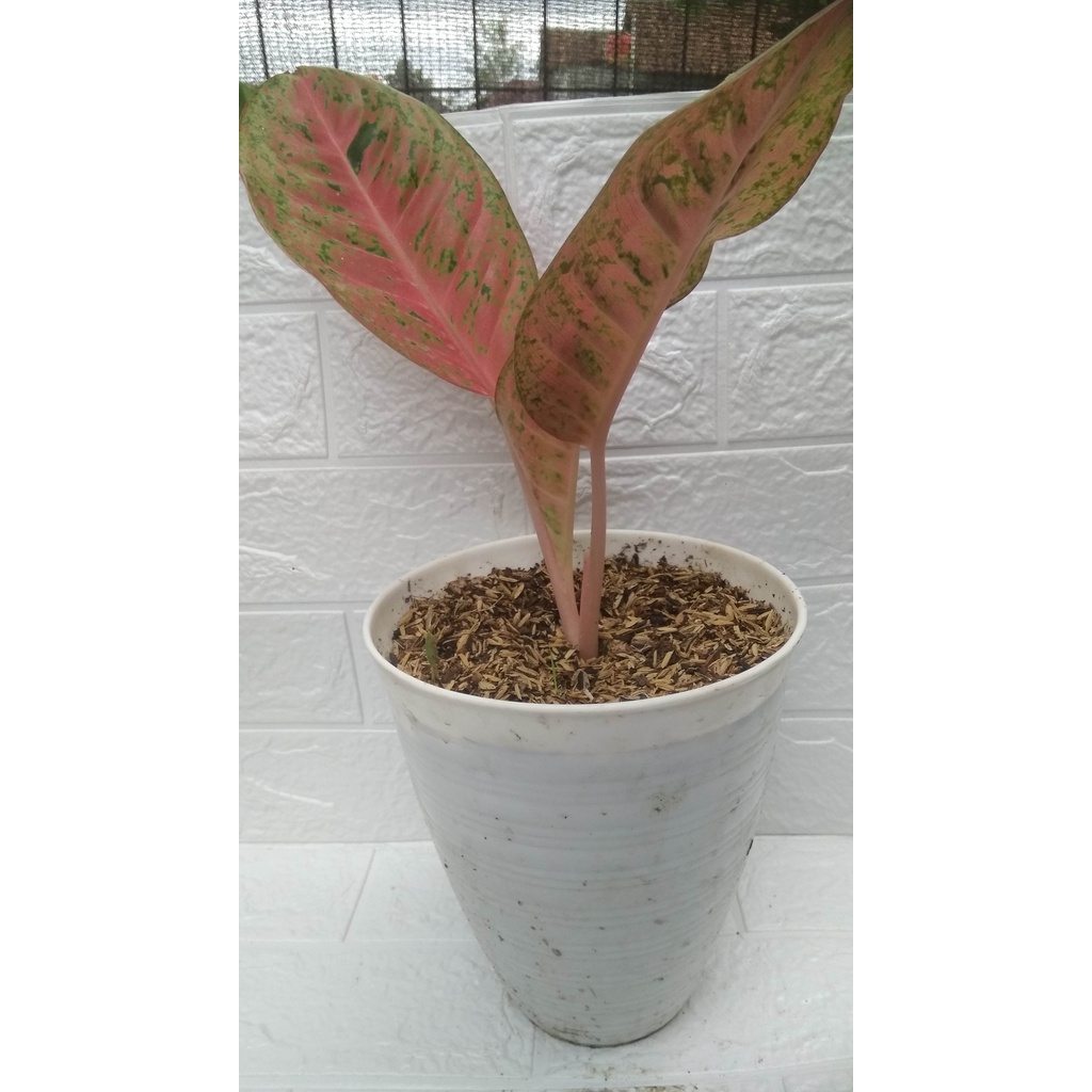 Aglonema Big Roy Mutasi