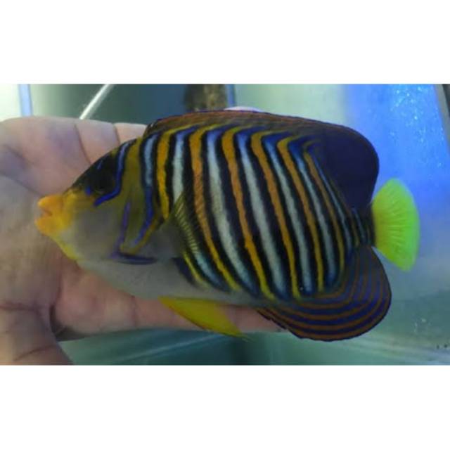 45 Jual Ikan Hias Air Laut Padang Terbaru