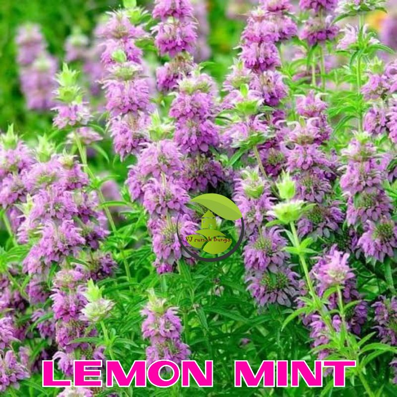 Benih Herbal Lemon Mint Lemon Beebalm Monarda Citriodora