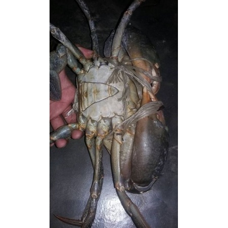 

kepiting bakau kepiting jumbo fress ...700 gram isi 1