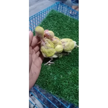Lolohan/Anakan Burung Parkit/Budgie PF Green Jinak