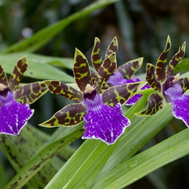  Bibit Anggrek  Zygopetalum Shopee Indonesia